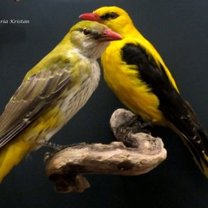 Pirol, Naturkundemuseum Graz Joanneum