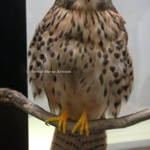 Turmfalke, Naturkundemuseum Graz Joanneum