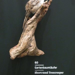 Gartenbaumläufer, Naturkundemuseum Graz Joanneum