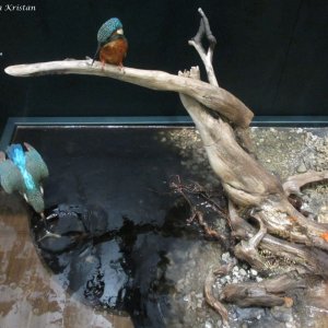 Eisvogel, Naturkundemuseum Graz Joanneum