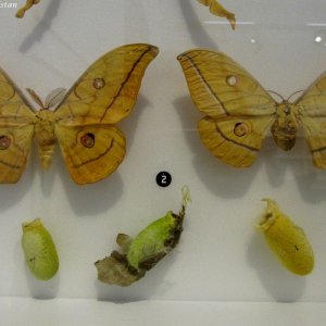 Japanischer Eichenseidenspinner, Naturkundemuseum Graz Joanneum