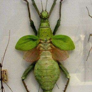 Gespenstschrecken, Naturkundemuseum Graz Joanneum