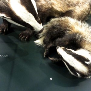 Europäischer Dachs, Naturkundemuseum Graz Joanneum