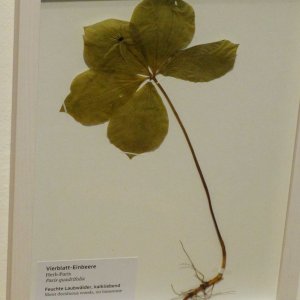 Einbeere, Naturkundemuseum Graz Joanneum