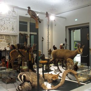 Naturkundemuseum Graz Joanneum
