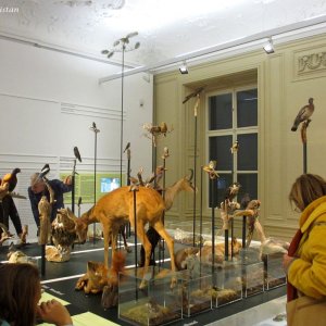 Naturkundemuseum Graz Joanneum