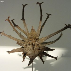 Afrikanische Teufelskralle, Naturkundemuseum Graz Joanneum