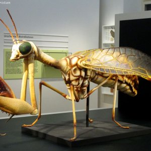 Naturkundemuseum Graz Joanneum