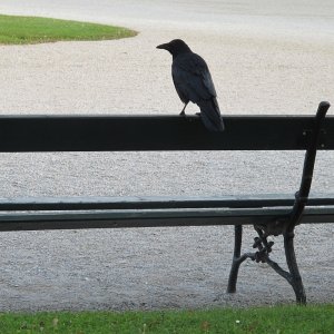Bankbesucher