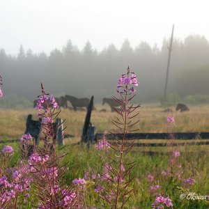im Morgennebel...