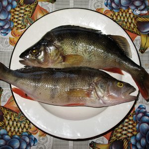 Flussbarsch - frisch gefangen)
