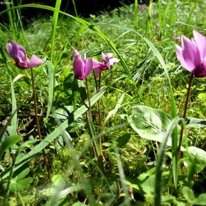 Wald-Zyklamen am Odinstein, Traunkirchen