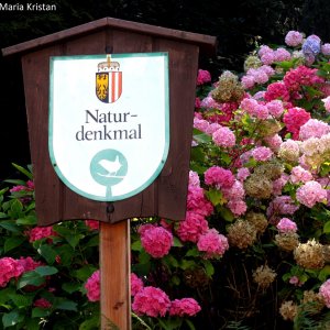 Medium 'Naturdenkmal Johannesberg, Traunkirchen' in der Kategorie 'Denkmäler und Gedenkorte'