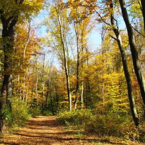Herbstlicher Wienerwald