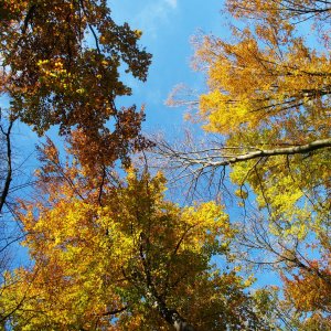 Herbstlicher Wienerwald