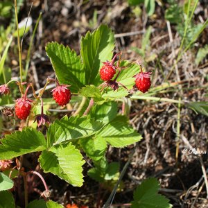 Walderdbeeren