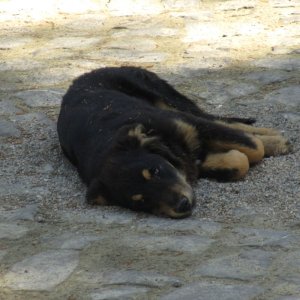Straßenhund beim Schloss Peles, Sinaia-Walachei