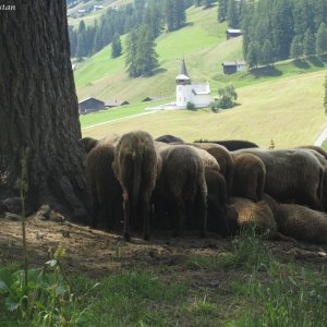 Blick zum Frauenkirchli und Schafe in Frauenkirch, Schweiz