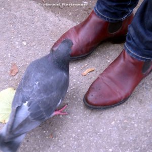 Bettler