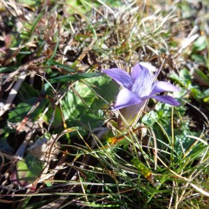 Herbstblumen am Trattberg