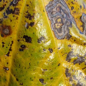 vom Herbst gezeichnet - Blattausschnitt