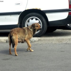 Straßenhund in Sarajevo