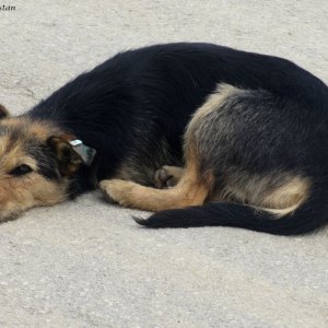 Straßenhund in Sarajevo