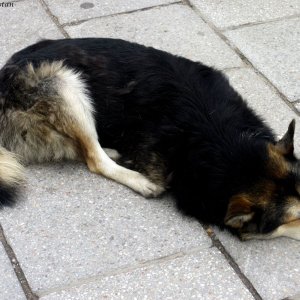 Straßenhund in Sarajevo