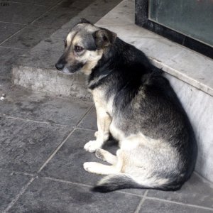 Straßenhund in Sarajevo