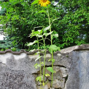 Mauerblümchen