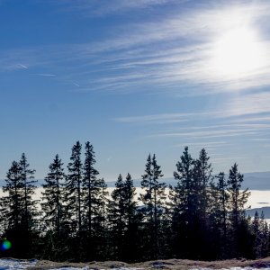 Bäume, Nebel, Sonne