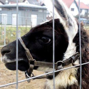 Grazer Weihnachtszirkus 2013