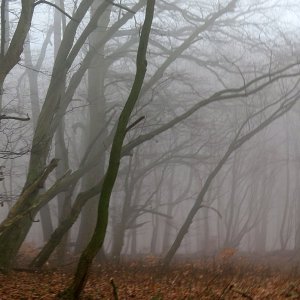 Nebel im Wald