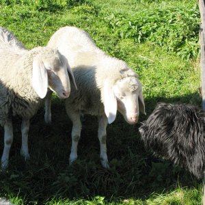 hirtehund
