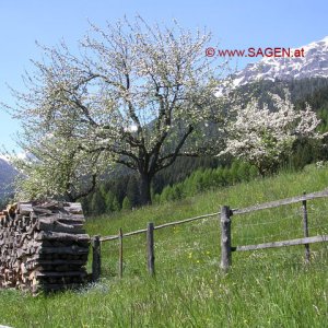 Frühling in Tirol