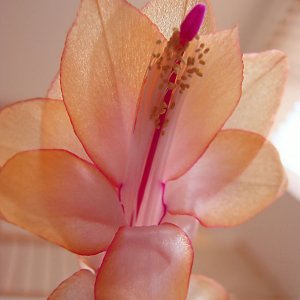 Kaktusblüte
