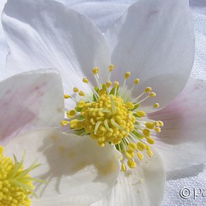 Frühlingsgrüsse I