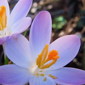 Frühlingsgrüsse III