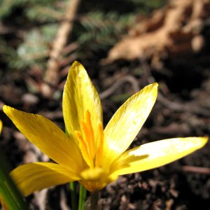Krokus