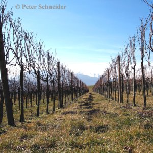 Weinbau Rum, Tirol