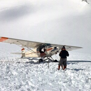 Gletscherflieger und Rettungsflug, Piper PA 18 Supercub