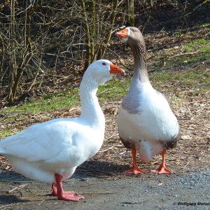 Die Gänse von Schloss Ambras