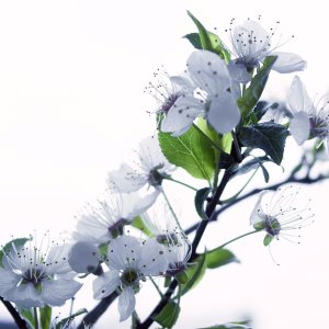 Baumblüten (Ringlotten, Mirabellen, Kriachaln)