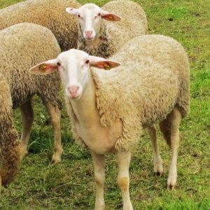 Schaf mit Dekolleté