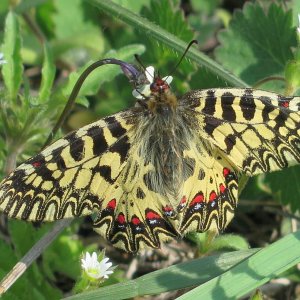 Osterluzeifalter