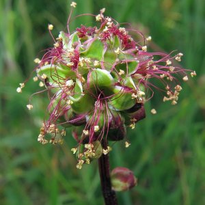 Kleiner Wiesenknopf