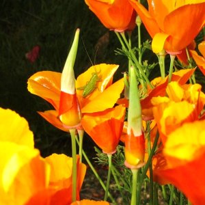 Kalifornischer Mohn