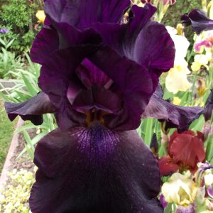 Dunkle Iris