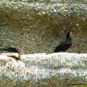 Waldrapp