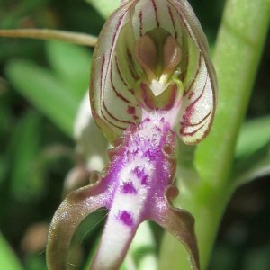 das Gesicht einer Orchidee